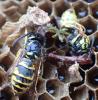 Vespula vulgaris